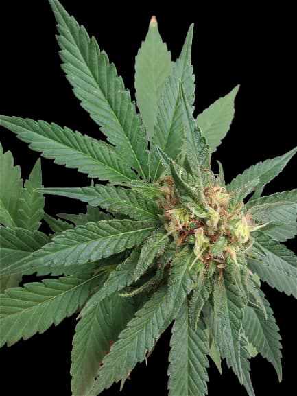 Shark Shock cannabis seeds packaging — Royal King Seeds USA