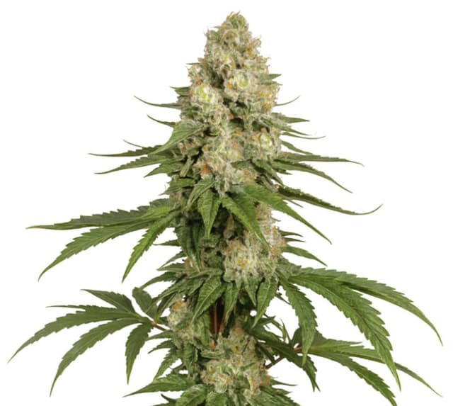 Sharksbreath cannabis seeds packaging — Royal King Seeds USA