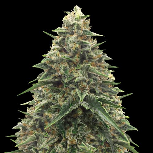 Shiatsu Kush cannabis seeds packaging, Royal King Seeds USA