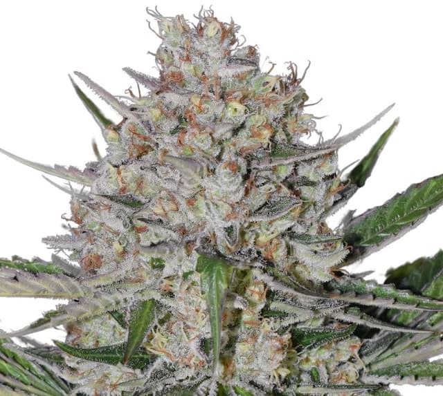 Silverback Gorilla cannabis seeds packaging — Royal King Seeds USA
