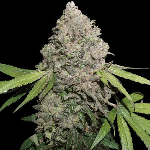 Sin City Kush cannabis seeds packaging — Royal King Seeds USA