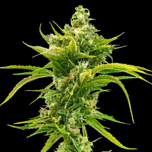 Skunk Diesel cannabis seeds packaging, Royal King Seeds USA