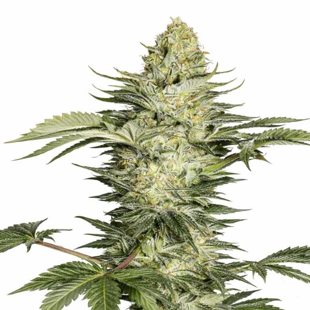 Skunk No. 1 cannabis seeds packaging, Royal King Seeds USA
