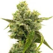 Skunky Jack cannabis seeds packaging, Royal King Seeds USA
