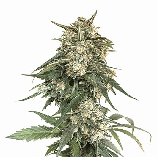 Skywalker Alien Feminized
