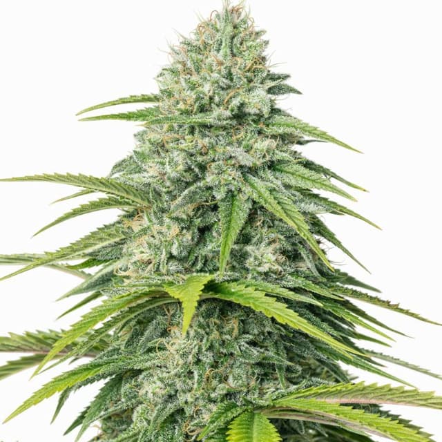 Skywalker OG cannabis seeds packaging — Royal King Seeds USA
