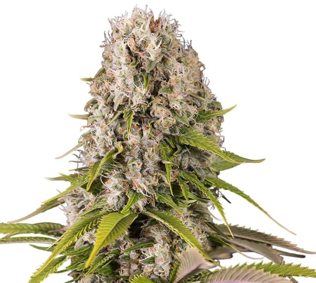 Snow Diesel cannabis seeds packaging, Royal King Seeds USA