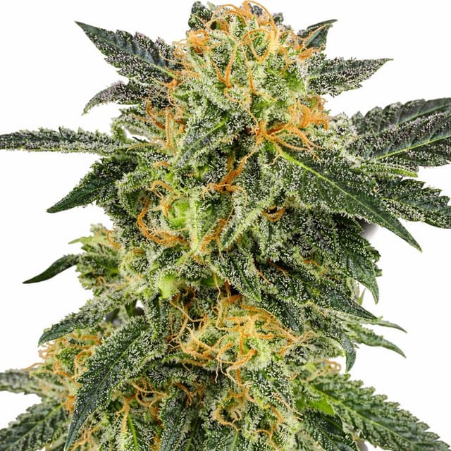 Snow Monster Feminized