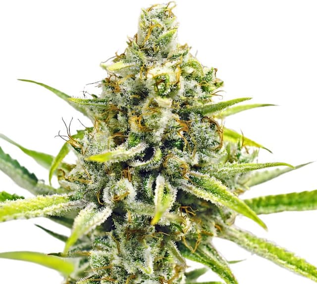 Sour Bubba cannabis seeds packaging, Royal King Seeds USA