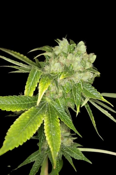 Sour Cream Feminized