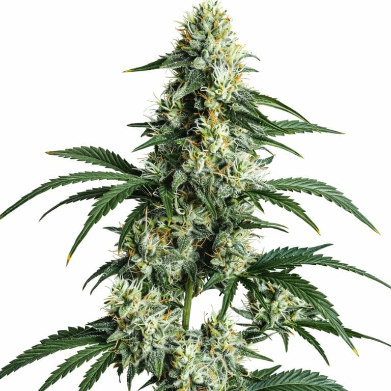 Sour Diesel Feminized
