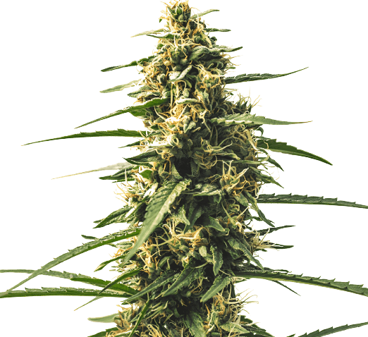 Sour Tsunami CBD cannabis seeds packaging — Royal King Seeds USA