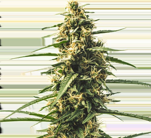 Sour Tsunami cannabis seeds packaging, Royal King Seeds USA