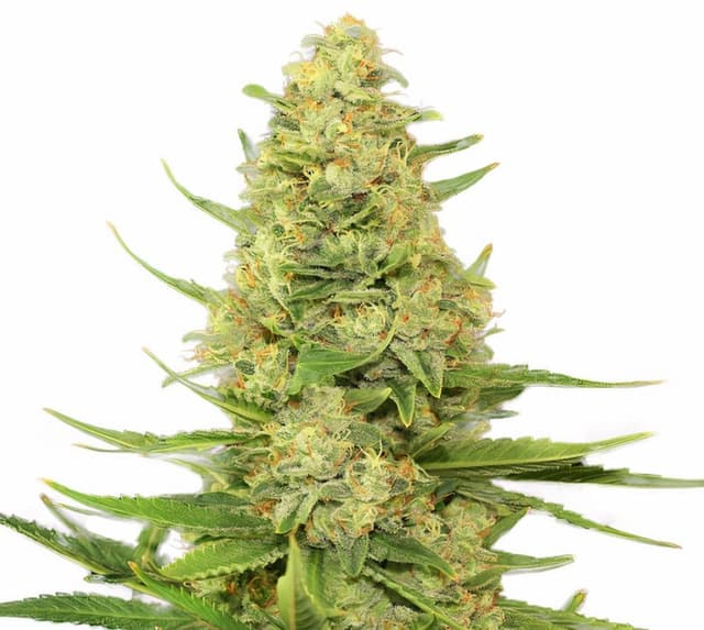 Space Candy cannabis seeds packaging, Royal King Seeds USA