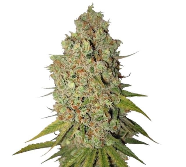 Special Kush #1 cannabis seeds packaging — Royal King Seeds USA