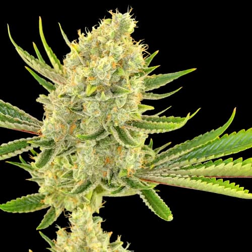 Special Reserve Black Lime cannabis seeds packaging — Royal King Seeds USA