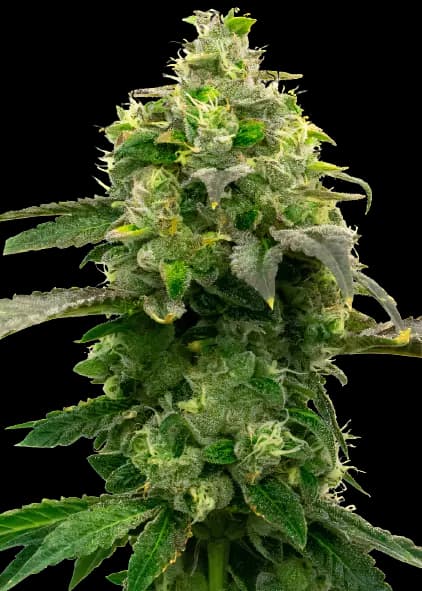 Steve's Dream Queen cannabis seeds packaging, Royal King Seeds USA