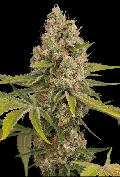 Stinking Rich Feminized