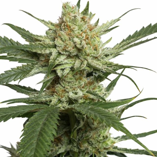 Strawberry Banana Feminized