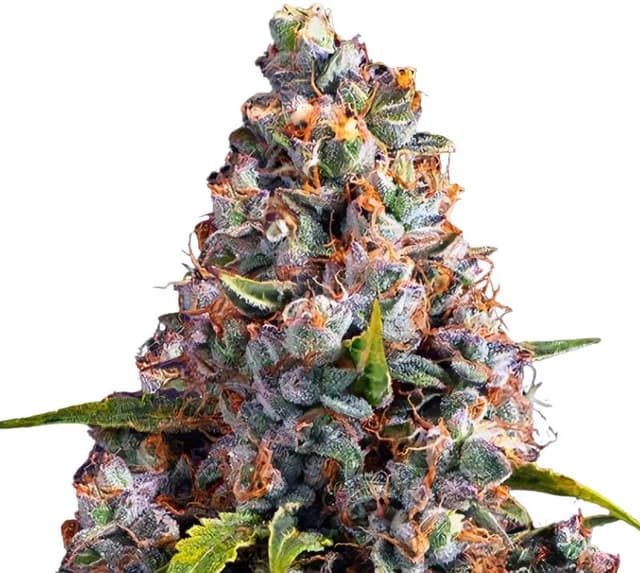 Strawberry Cheesecake Feminized