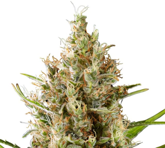 Strawberry Diesel cannabis seeds packaging — Royal King Seeds USA