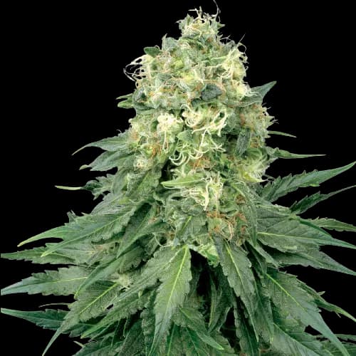 Strawberry cannabis seeds packaging — Royal King Seeds USA