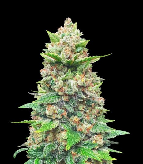 Strawberry Gorilla Feminized