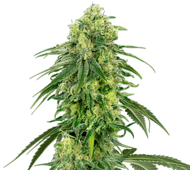 Strawberry Kush cannabis seeds packaging, Royal King Seeds USA