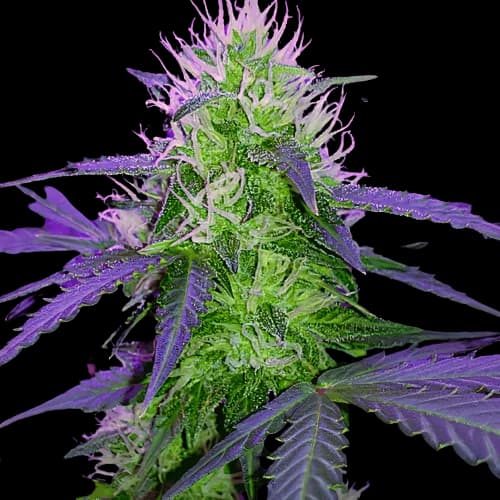 Sugar Black Rose cannabis seeds packaging, Royal King Seeds USA