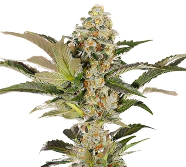 Super Blue Dream cannabis seeds packaging, Royal King Seeds USA