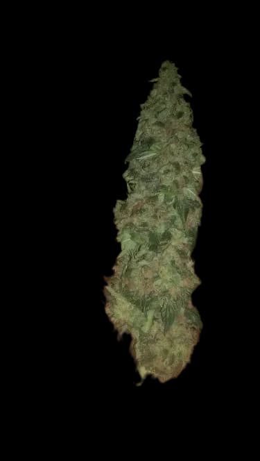 Super Cheese Feminized