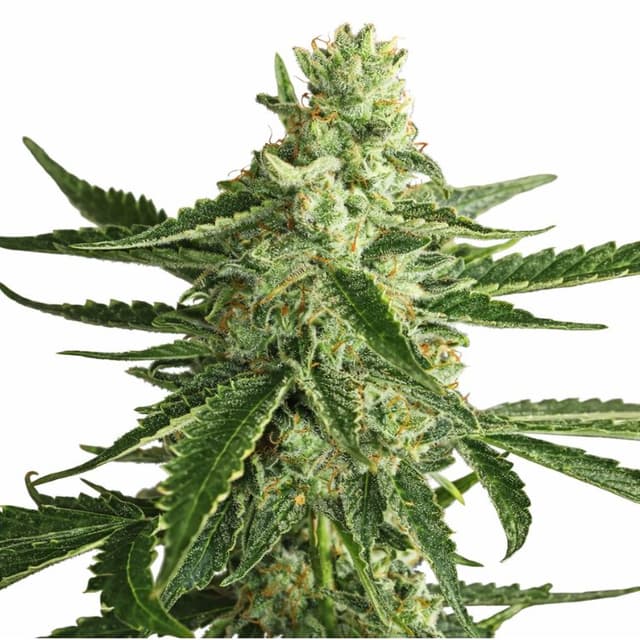 Super Green Crack cannabis seeds packaging — Royal King Seeds USA