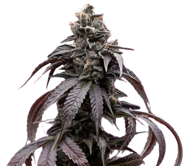 Sweet Berry cannabis seeds packaging, Royal King Seeds USA