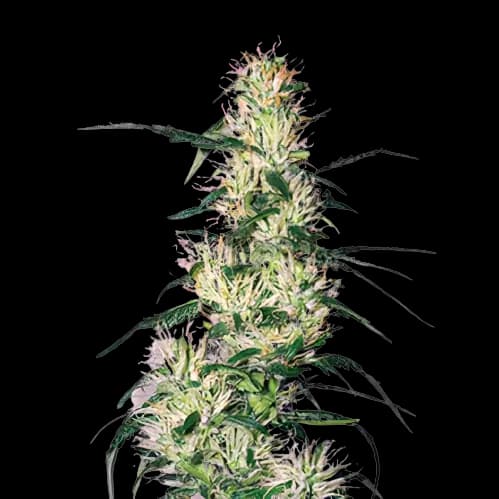 Sweet Deep Grapefruit cannabis seeds packaging, Royal King Seeds USA