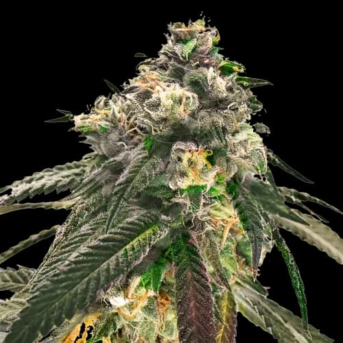 Sweet Diesel cannabis seeds packaging — Royal King Seeds USA