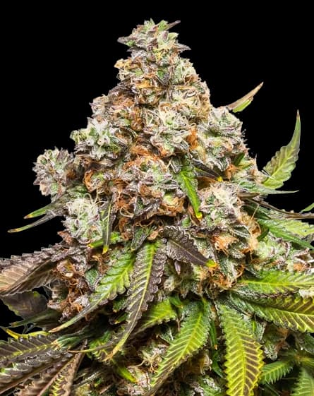 Sweet Pebbles cannabis seeds packaging — Royal King Seeds USA