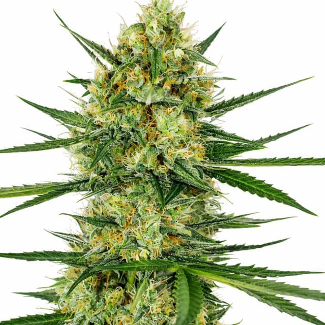 Tangerine cannabis seeds packaging, Royal King Seeds USA