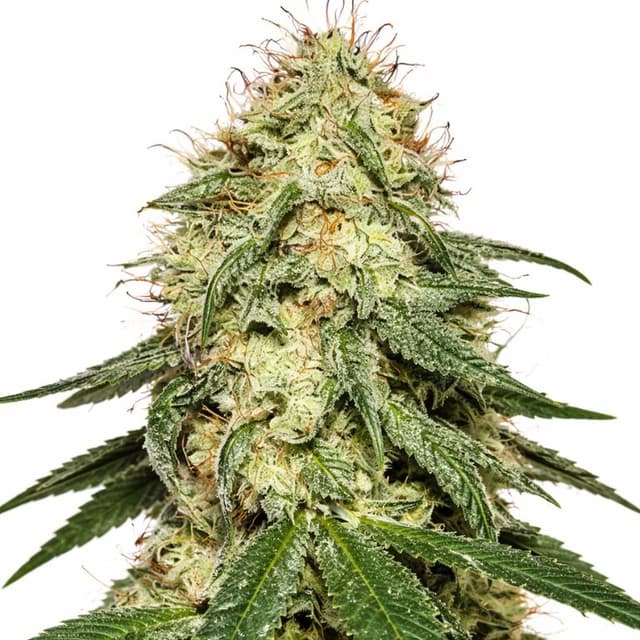 Tembo Kush cannabis seeds packaging — Royal King Seeds USA