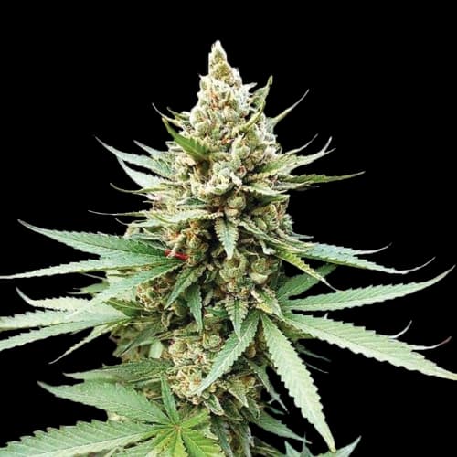 Terminator OG cannabis seeds packaging — Royal King Seeds USA