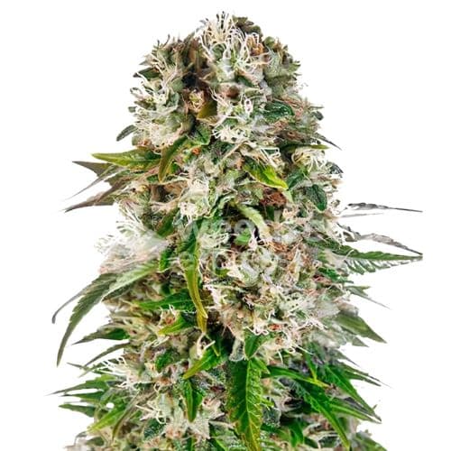 THC Bomb cannabis seeds packaging, Royal King Seeds USA