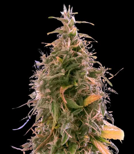 The Sister cannabis seeds packaging, Royal King Seeds USA