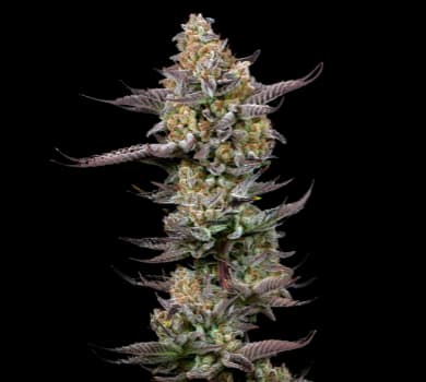 Tigermelon cannabis seeds packaging, Royal King Seeds USA