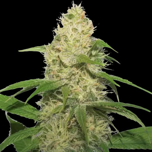 Training Day cannabis seeds packaging, Royal King Seeds USA