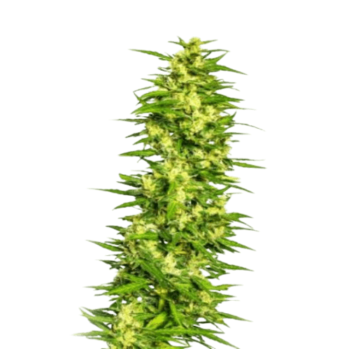 Treasure Island Feminized