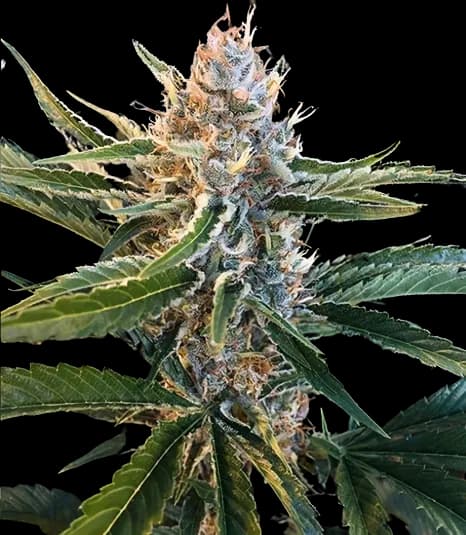 Tree of Life cannabis seeds packaging, Royal King Seeds USA