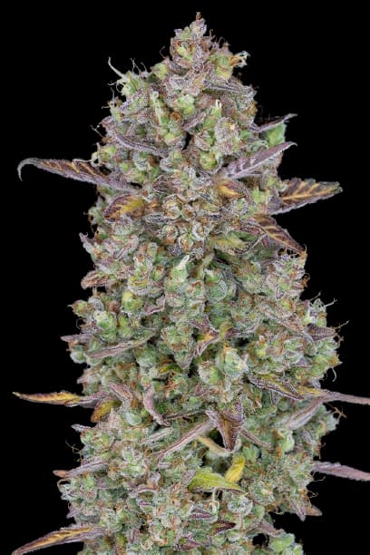 Triangle Kush cannabis seeds packaging — Royal King Seeds USA