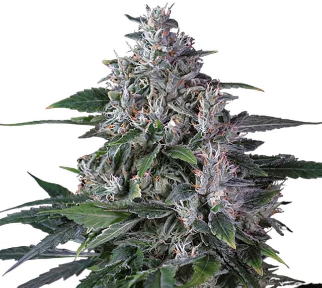 Tropic Thunder Feminized