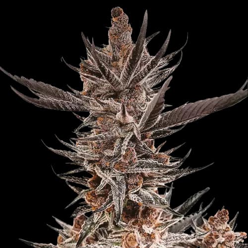 Tropicana Cookies Purple Feminized