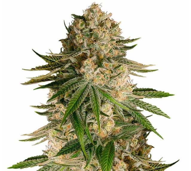 Turbo Mind Warp Feminized