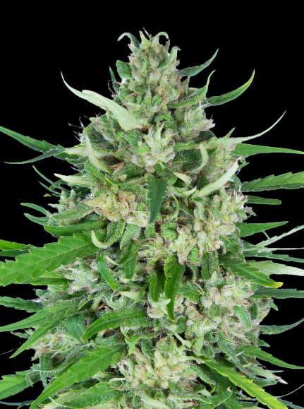 Valentine X CBD cannabis seeds packaging — Royal King Seeds USA